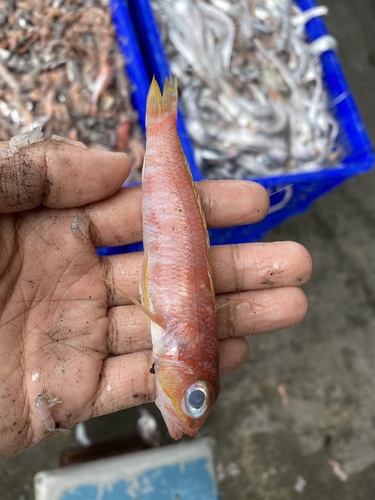 Bigeye grouper (Chelidoperca hirundinacea) — Serranidae