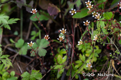 Saxifraga strigosa, photograph (c) Wang.QG, some rights reserved (CC BY)