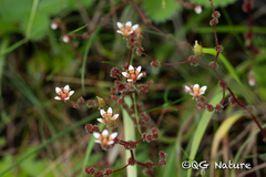 Saxifraga strigosa