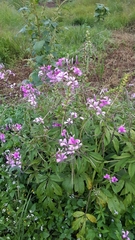 Cleome speciosa