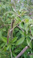 Cleome speciosa