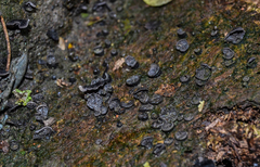 Resupinatus trichotis