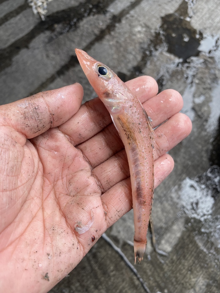 Red flathead (Bembras japonica) — Bembridae