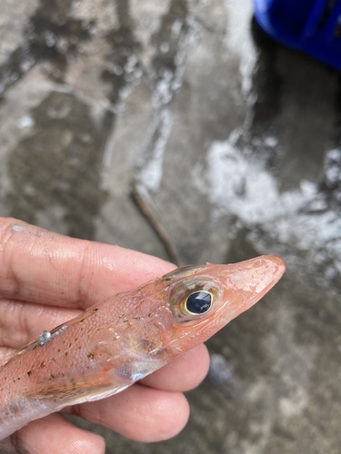 Red flathead (Bembras japonica) — Bembridae — 4