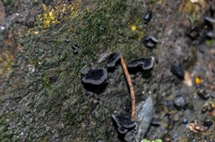 Resupinatus trichotis