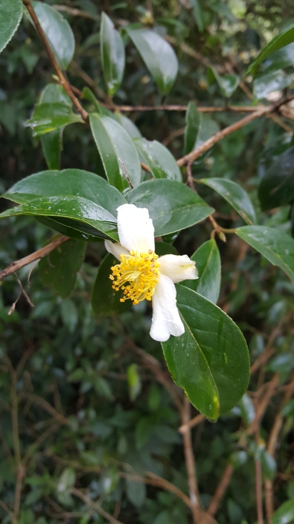 Camellia kissi