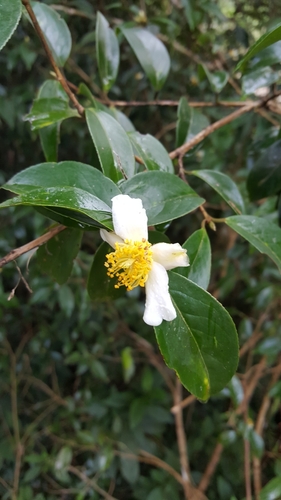 Nepal Camellia (Camellia kissi)