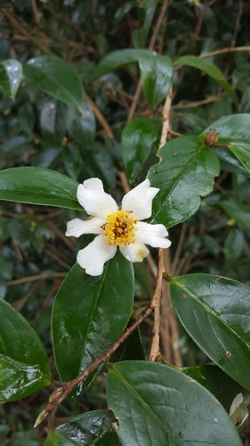 Foto de Camélia