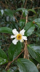 Camellia kissii