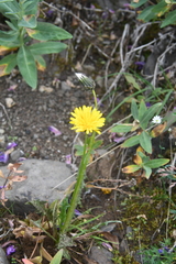Taraxacum acricorne
