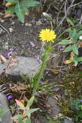 Taraxacum acricorne