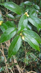 Camellia kissii