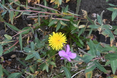Taraxacum acricorne
