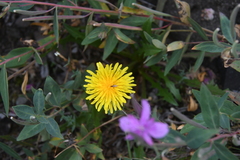 Taraxacum acricorne