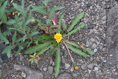 Taraxacum acricorne