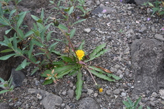 Taraxacum acricorne