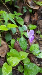 Impatiens puberula