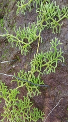 Lycopodium japonicum