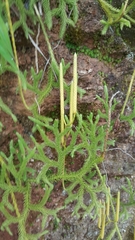 Lycopodium japonicum