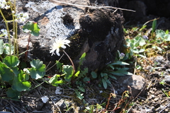 Taraxacum arcticum
