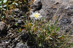 Taraxacum arcticum