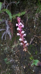 Satyrium nepalense nepalense