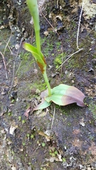 Satyrium nepalense nepalense