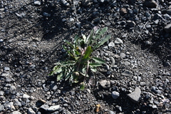 Taraxacum bicorne