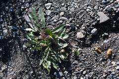 Taraxacum bicorne