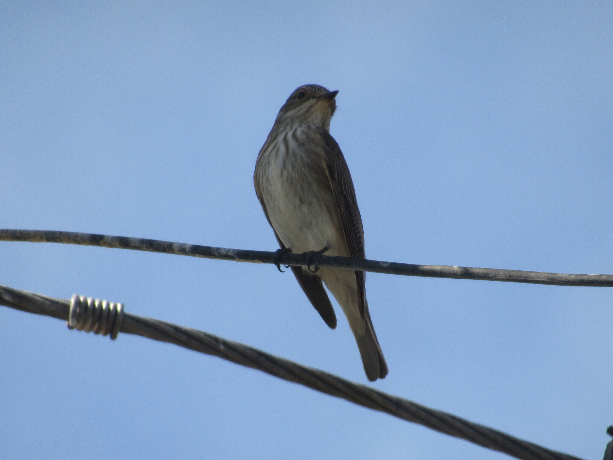 Spotted Flycatcher