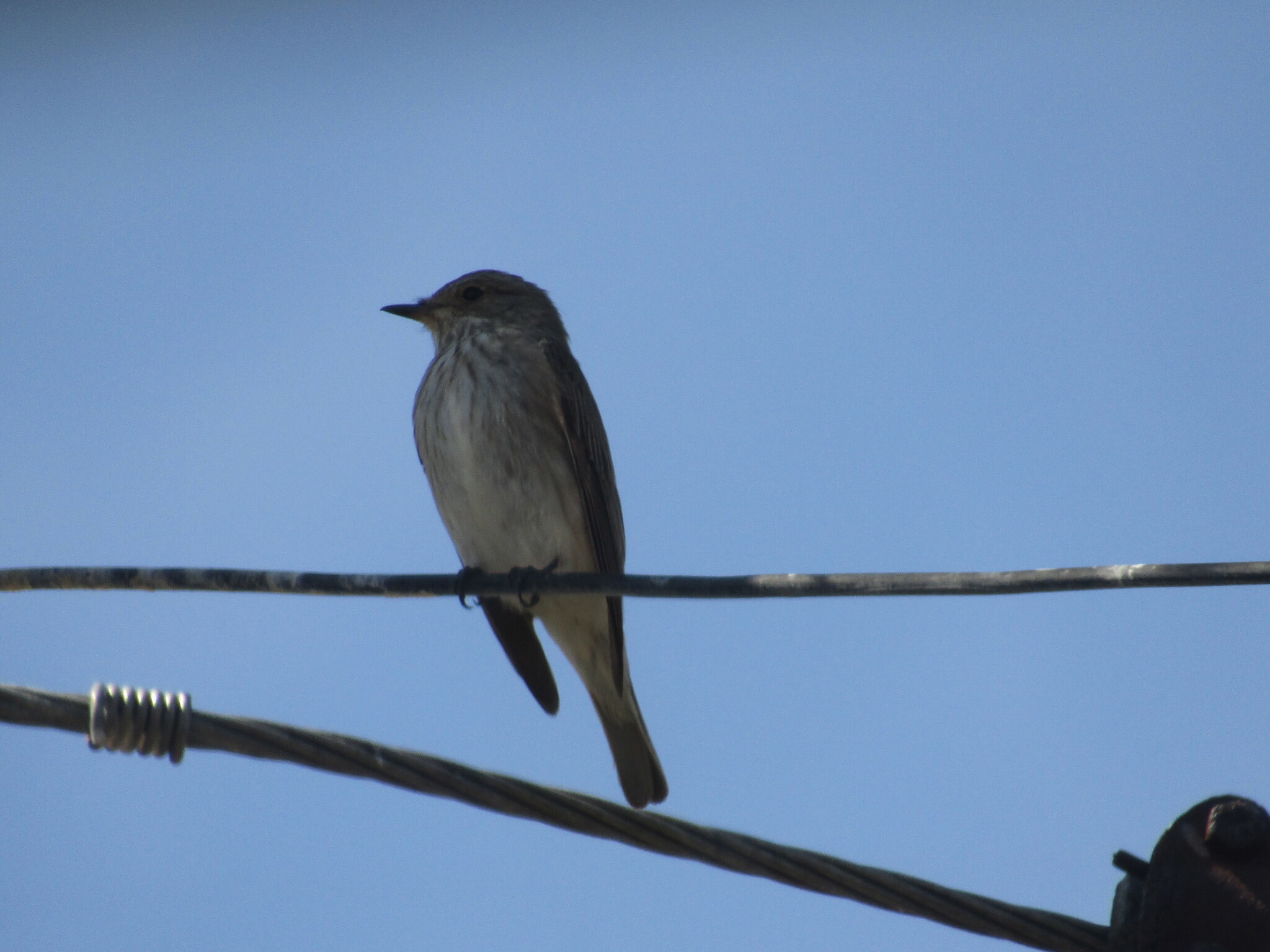 Spotted Flycatcher