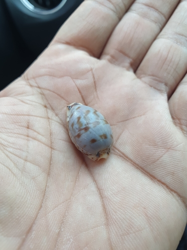 Cypraea lentiginosa observed 2019-11-14