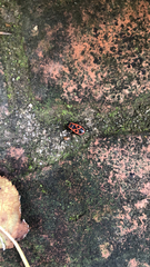 Pyrrhocoris apterus