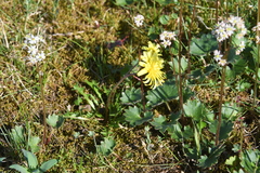 Taraxacum glabrum