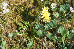 Taraxacum glabrum