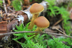 Cortinarius gentilis