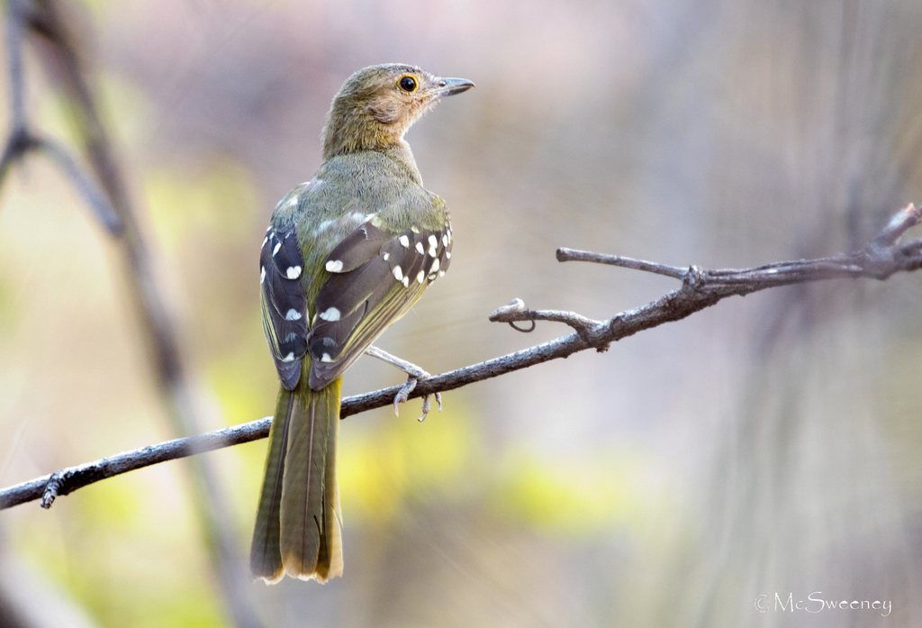 Eastern Nicator (Nicator gularis) photo
