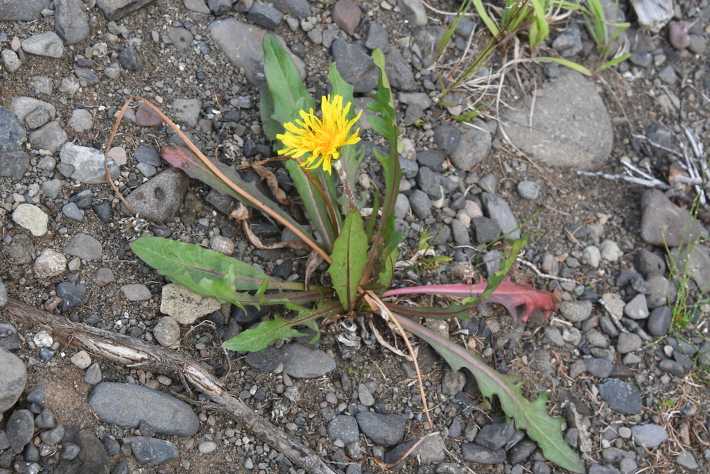 Taraxacum longicorne