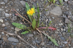 Taraxacum longicorne