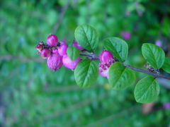 Symphoricarpos × chenaultii