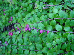Symphoricarpos × chenaultii