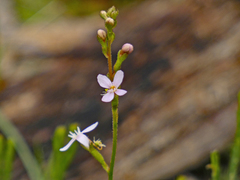 Stylidium armeria