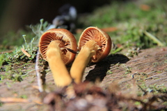 Cortinarius gentilis