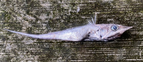Coelorinchus observed 2025-09-05