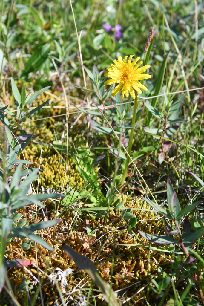 Lean dandelion