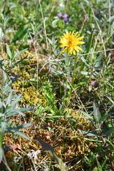 Taraxacum macilentum