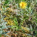 Lean Dandelion - Photo (c) Игорь Поспелов, some rights reserved (CC BY-NC), uploaded by Игорь Поспелов