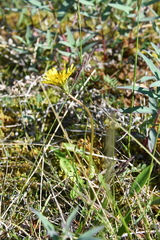 Taraxacum macilentum