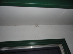 Hemidactylus turcicus