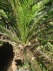 Macrozamia moorei